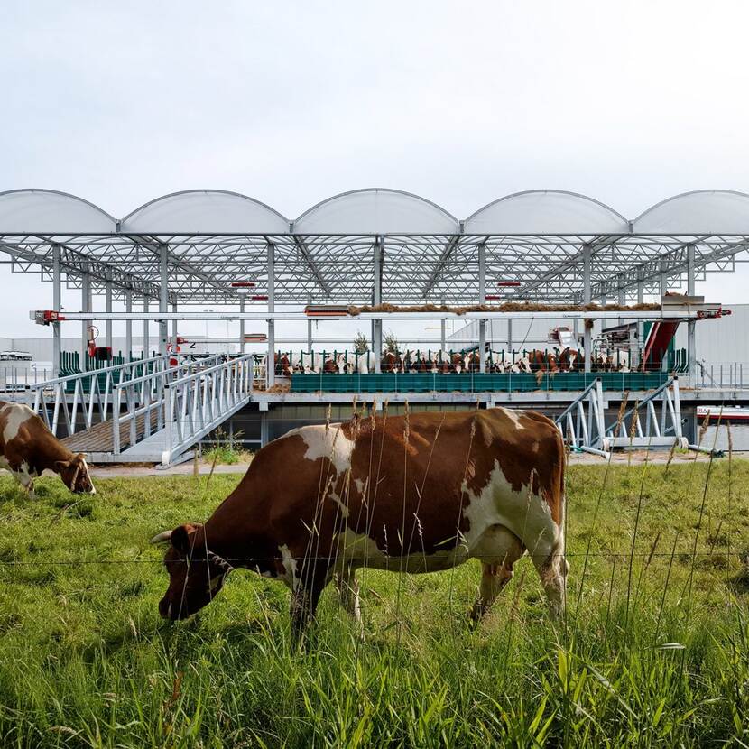 Een roodbonte koe graast op de oever, achter de koe ligt de floating farm - een drijvende boerderij